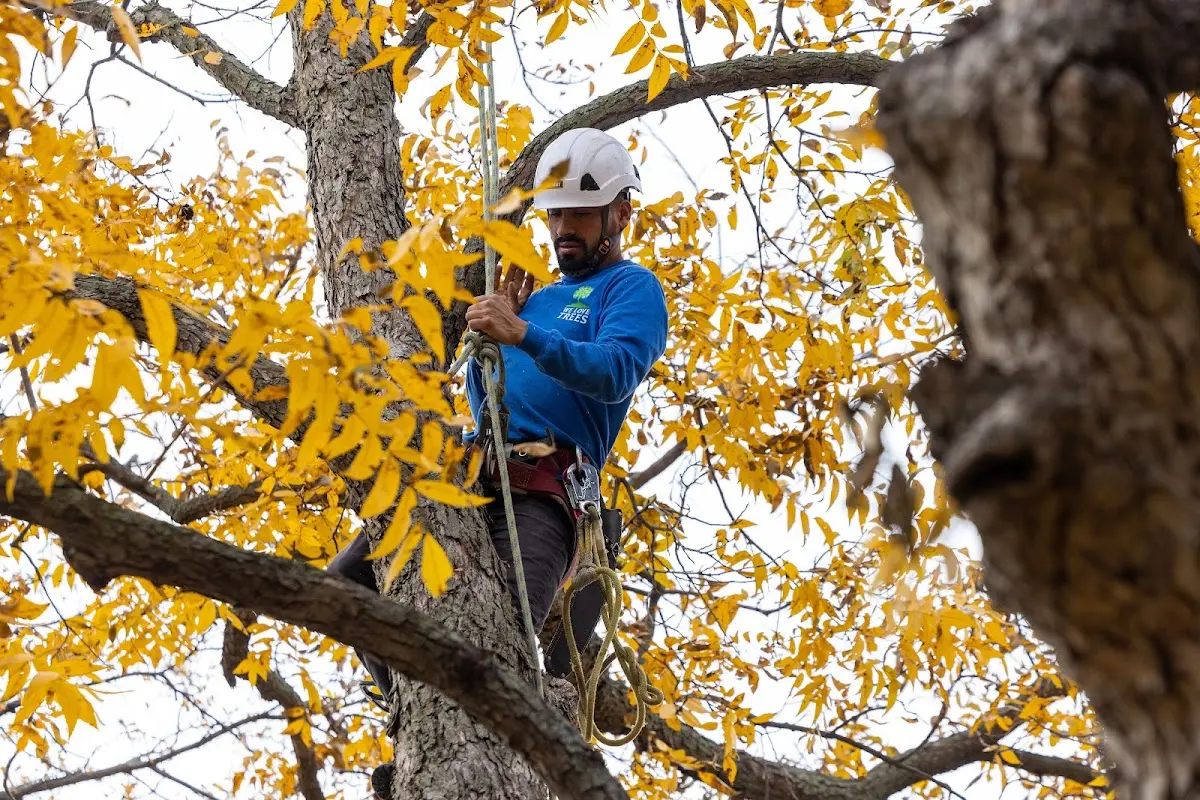 Skilled Tree Planing crew working in Coloma